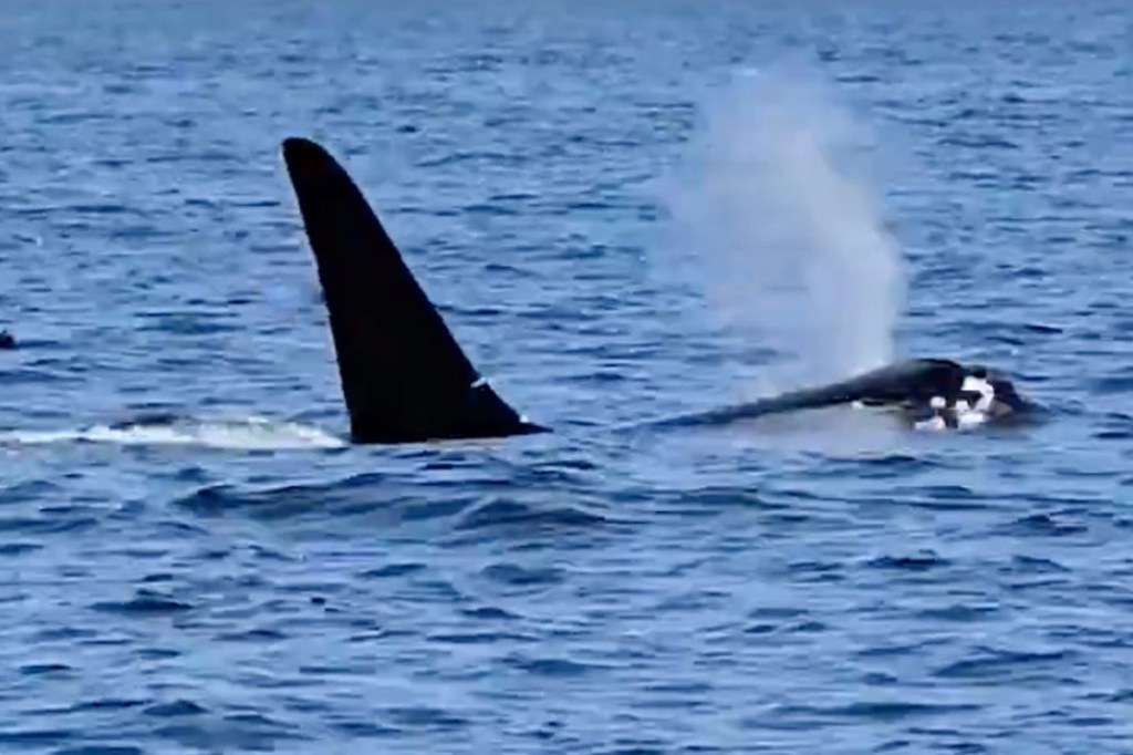 An orca has been spotted off Cape Cod shores where sharks typically roam. The two don't typically get along.