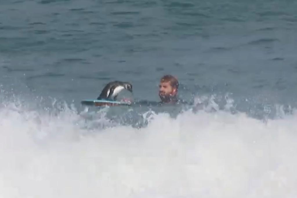 Aden Kleve was teaching bodyboarding lessons at Witsand Beach in Cape Town in May when the bird fearlessly climbed on an started hanging six.