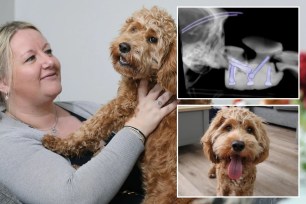 woman with dog and xrays