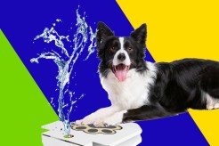 Get a splash fountain to keep your fur baby cool during the summer