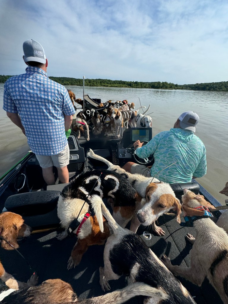 Fisherman Brad Carlisle, left, and fishing guide Jordan Chrestman bring one of three boatloads of dogs back to shore after they were found struggling to stay above water far out in Mississippi's Grenada Lake. 