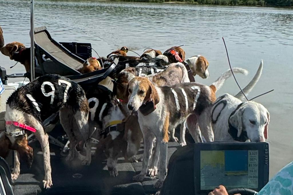 Fisherman Brad Carlisle, left, and fishing guide Jordan Chrestman bring one of three boatloads of dogs back to shore after they were found struggling to stay above water far out in Mississippi's Grenada Lake. 