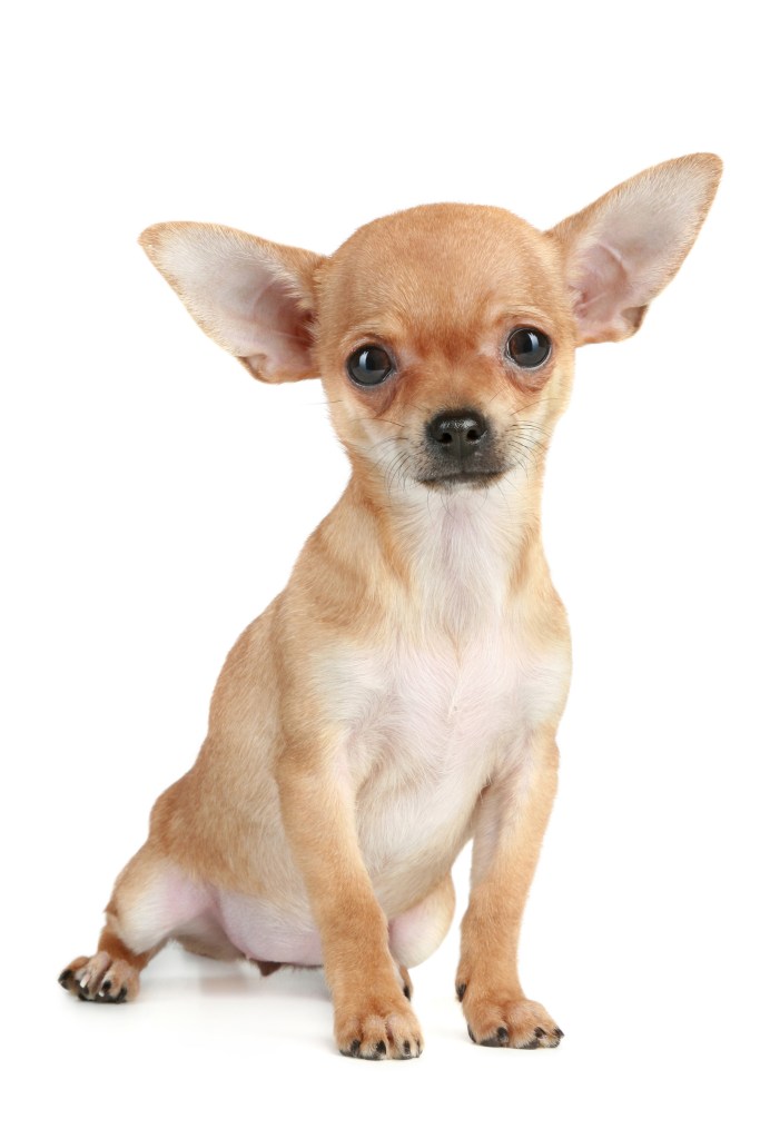 chihuahua 