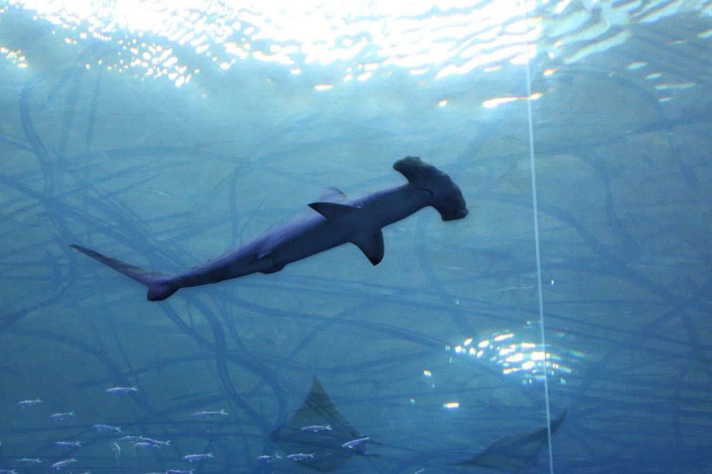 A hammerhead shark swimming