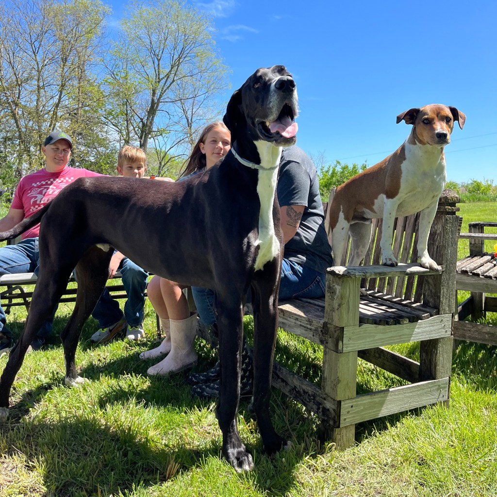 Kevin the Great Dane with dog siblings