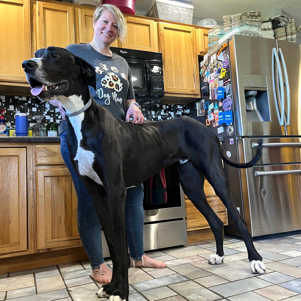 Kevin the Great Dane with Alexander Wolfe