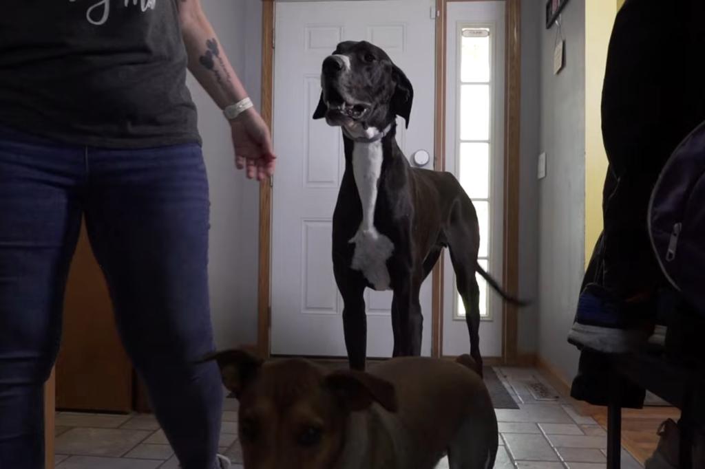 Kevin the Great Dane verified as tallest living dog. The Great Dane has claimed the record title after measuring in at 0.97 m (3 ft 2 in) from his feet to his withers. Kevin the Great Dane verified as tallest living dog. The Great Dane has claimed the record title after measuring in at 0.97 m (3 ft 2 in) from his feet to his withers.