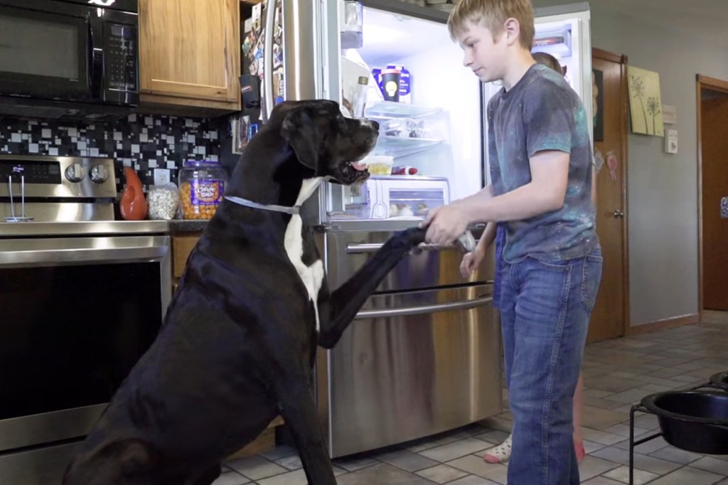 Kevin the Great Dane doing handshake