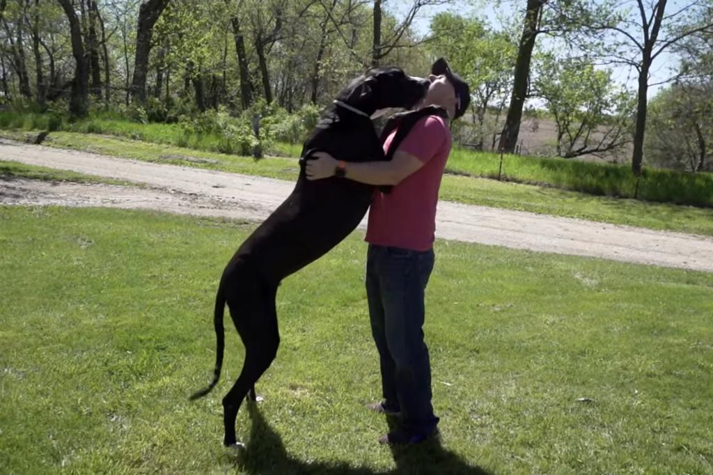 kevin great dane with owner Roger Wolfe