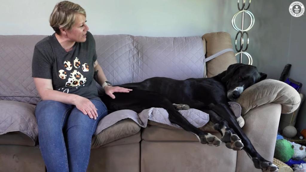kevin great dane lays on couch next to owner Tracy Wolfe