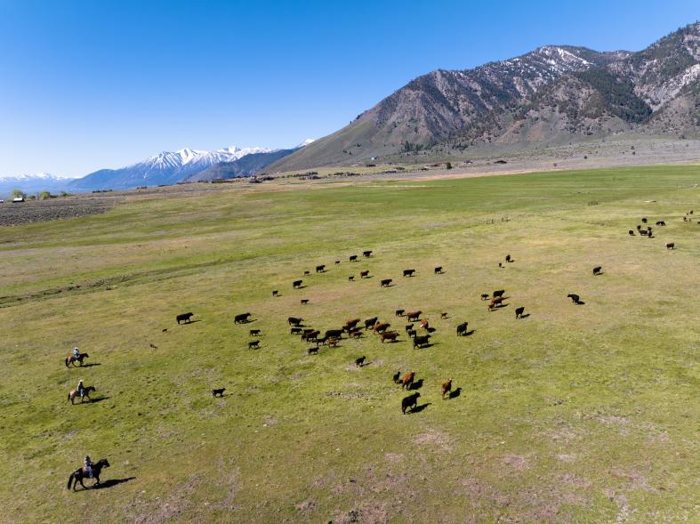 This property has been used as a cattle ranch for decades.