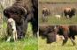 Yellowstone's mystical white bison calf -- which prophetizes prosperity -- is missing