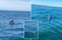 Wild video shows 5 giant sharks surrounding couple's boat off Massachusetts coast