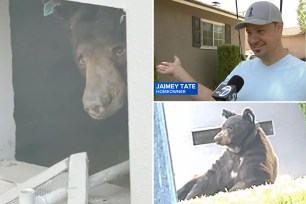 Jaimey Tate, a homeowner in Monrovia, was shocked to discover that a bear, who the neighborhood has dubbed Samson, was living in his family's crawl space.