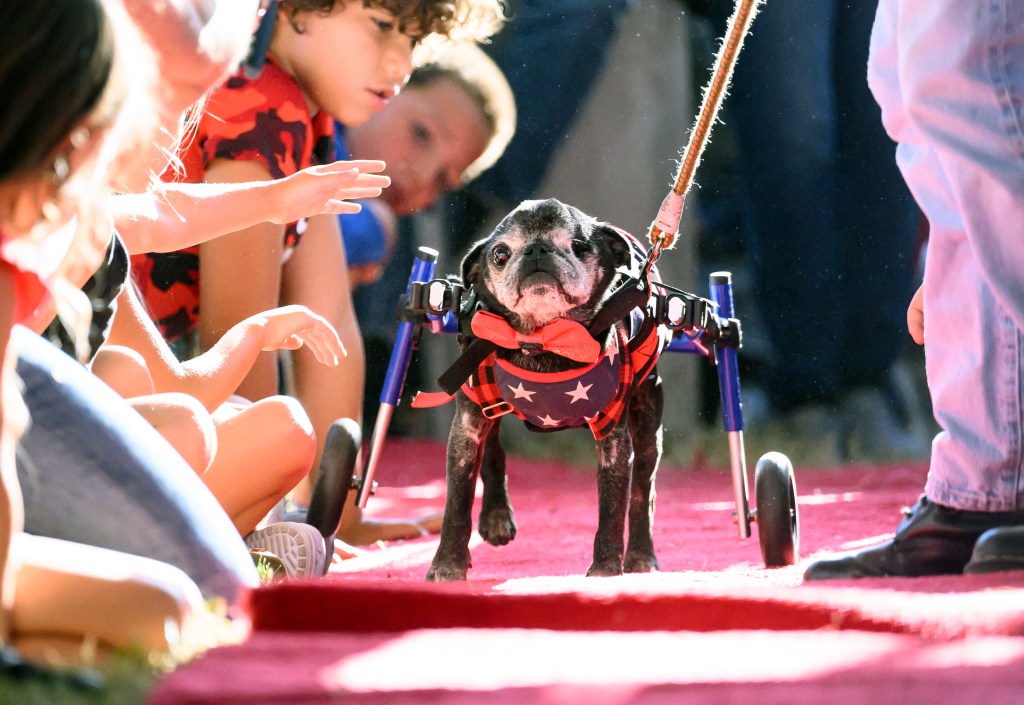 A pug in a wheelchair walks a red carpet.