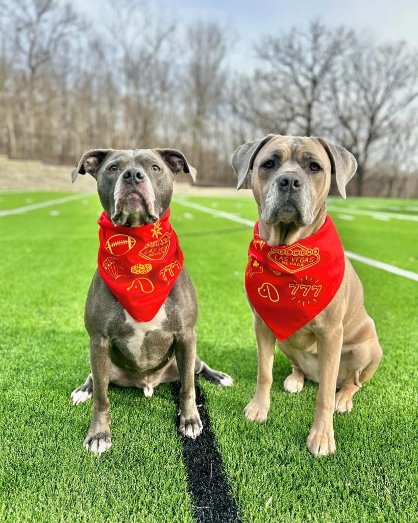 Brittany and Patrick Mahomes' dogs Steel and Silver wearing bandanas on a football field.