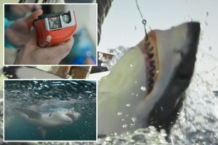 A composite photo of state of the art camera tag and apex predators