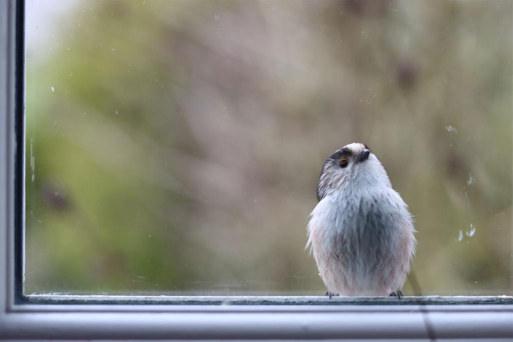 A bird standing on a window sill