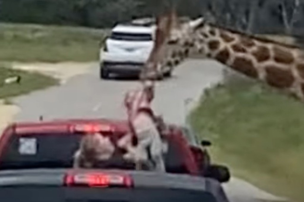 giraffe grabbing girl