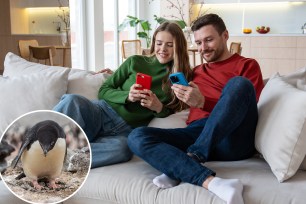 Young happy couple sitting on sofa, smiling and looking at their smartphones together