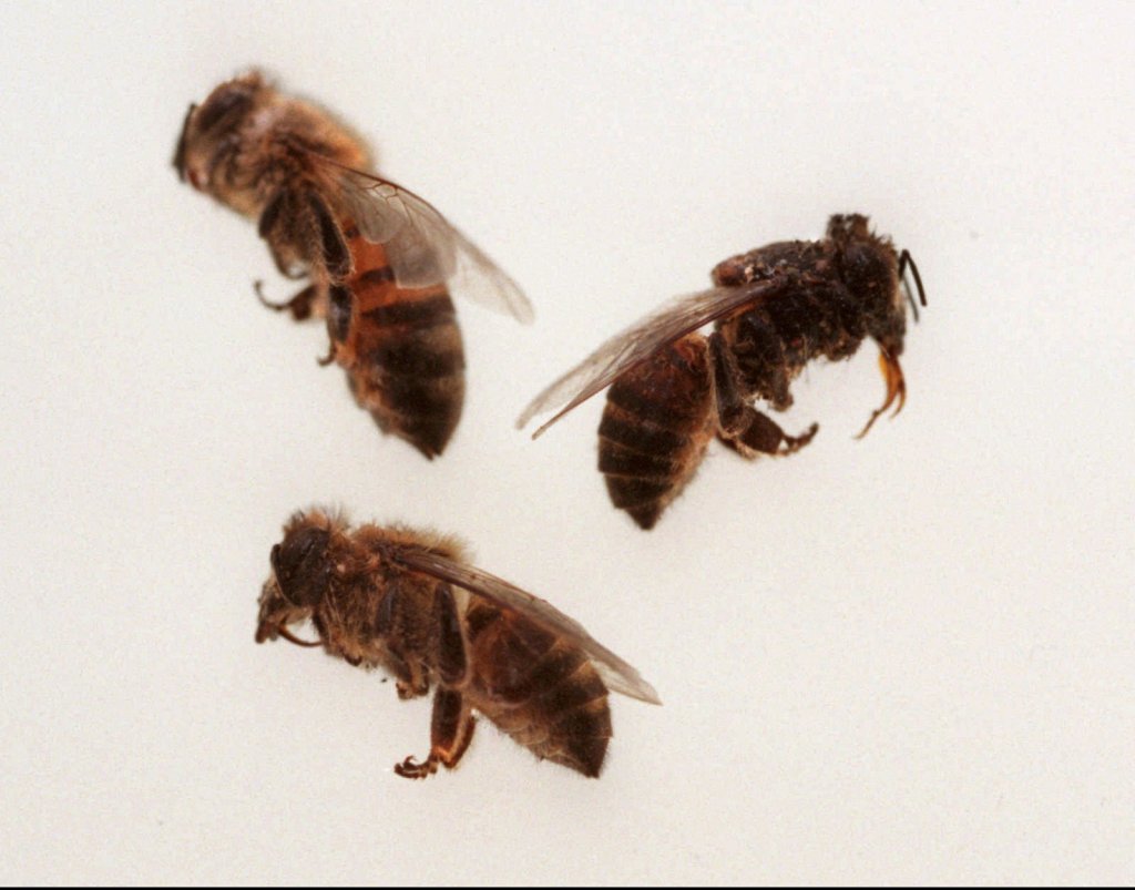 A closeup of three bees.