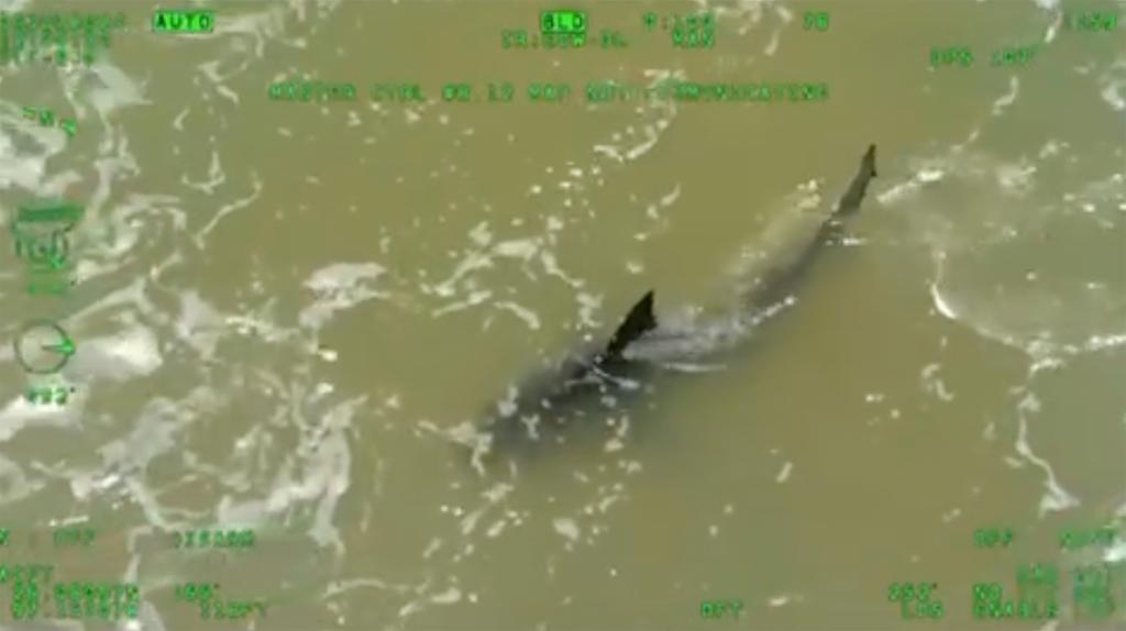 Authorities say the same shark attacked a slew of people in the region on July 4th. 