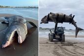 Basking shark carcass on UK beach