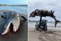 Forklift needed to haul away massive 24-foot shark that washed up on UK beach