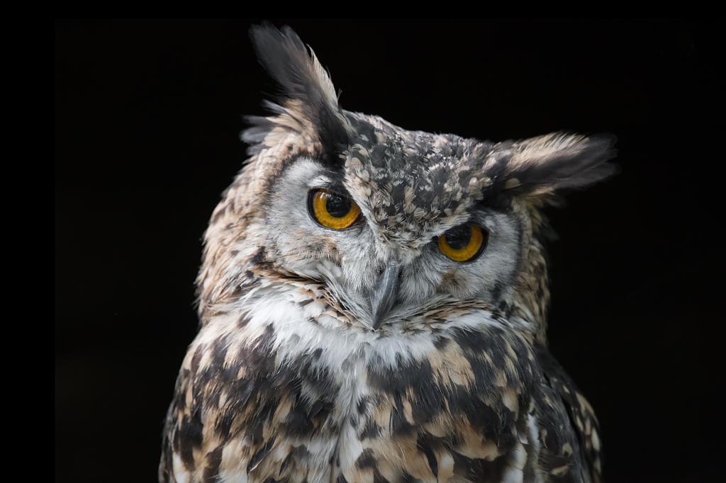 portrait of an eagle owl very close up with black background and looking straight at camera with its head slightly tilted  and vacant expression