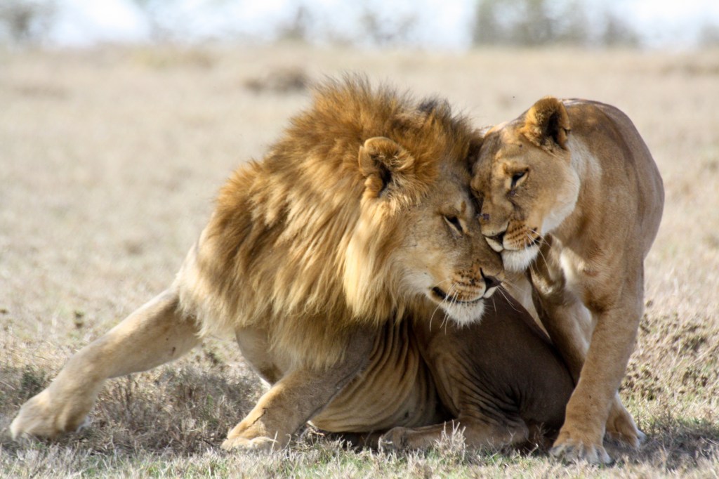 Two consorting lions (Panthera leo) nuzzle in the shade. Ol Pejeta Conservancy, Kenya.