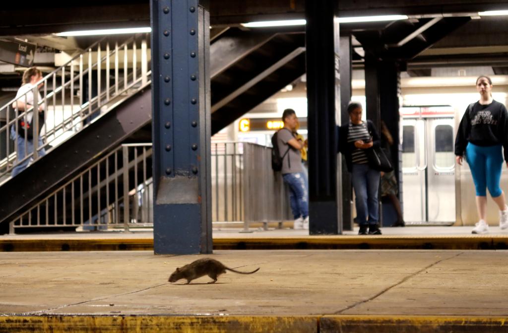 The stresses of extreme heat are inhibiting rats from mating in NYC.