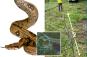 Skin-crawling: NY water workers stumble on 14-foot boa hiding in pipe