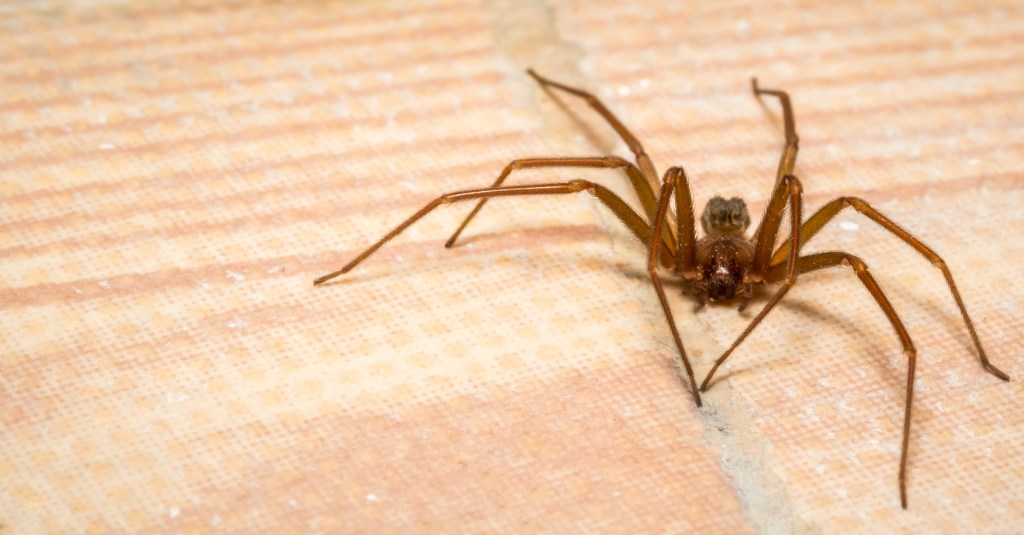 A brown recluse spider is pictured up close