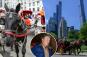 Advocates call for Central Park carriage horse ban ahead of driver’s animal abuse trial