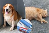 Heavy pets might be able to shed pounds thanks to new medicines.