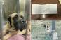 Dog cruelly abandoned on side of 'treacherous' Long Island highway tied to a pole with note by her side