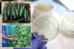 cucumbers and petri dish