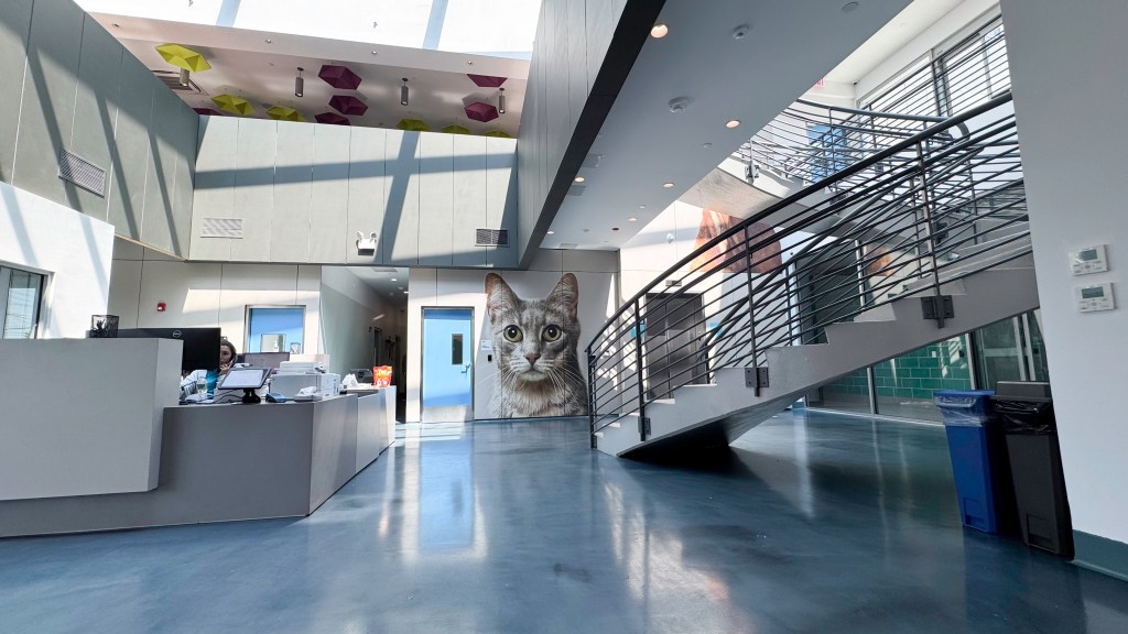 Gleaming stairs inside the facility with a big cat poster