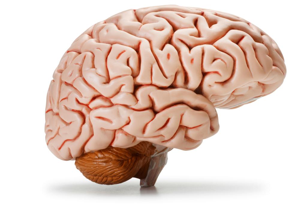 Plastic model of a human brain