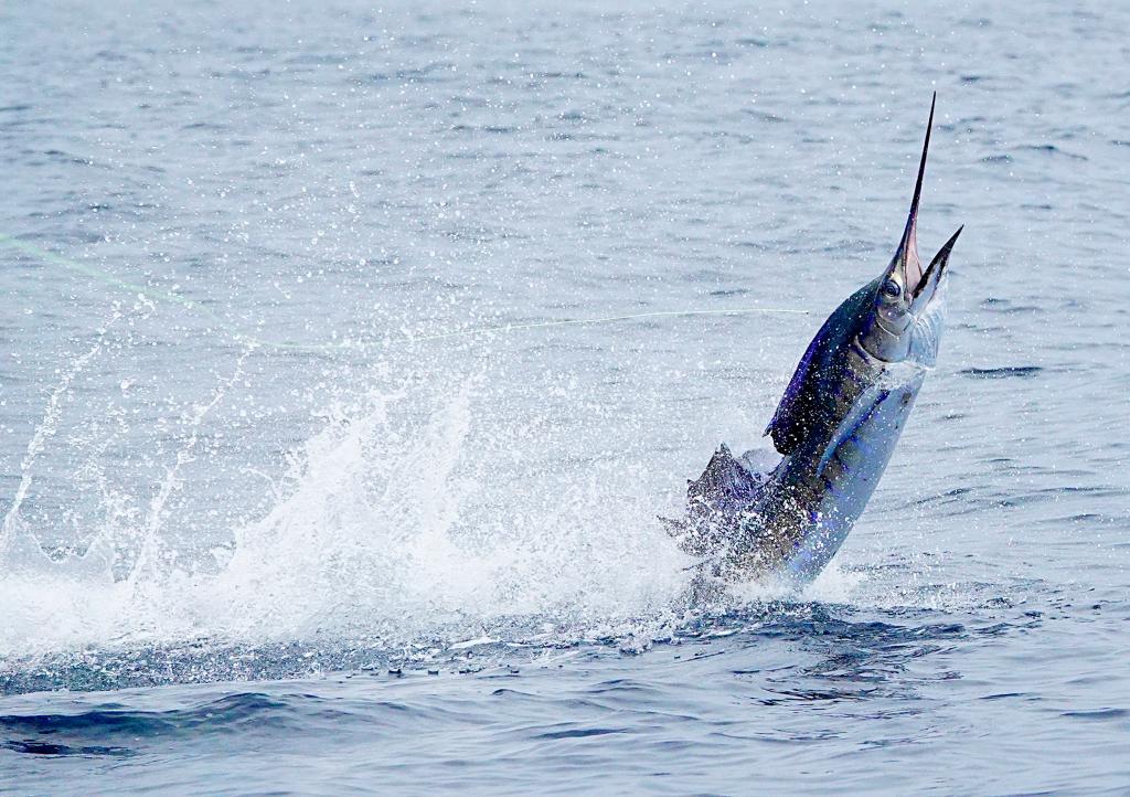  Back in 1938, a crew of sports reporters hit the waters for a fishing trip that led to over 1,000 sailfish catches. Since then, the town has proudly worn its “Sailfish Capital” crown