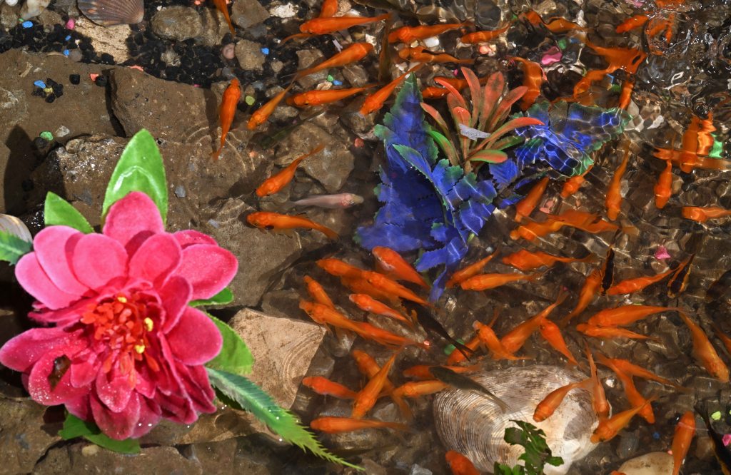 Up-close of the goldfish with a pink flower floating in the water.