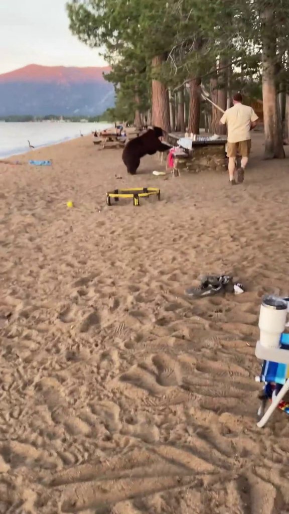 A man scared away a bear at t Pope Beach in South Lake Tahoe, California by using a shovel.