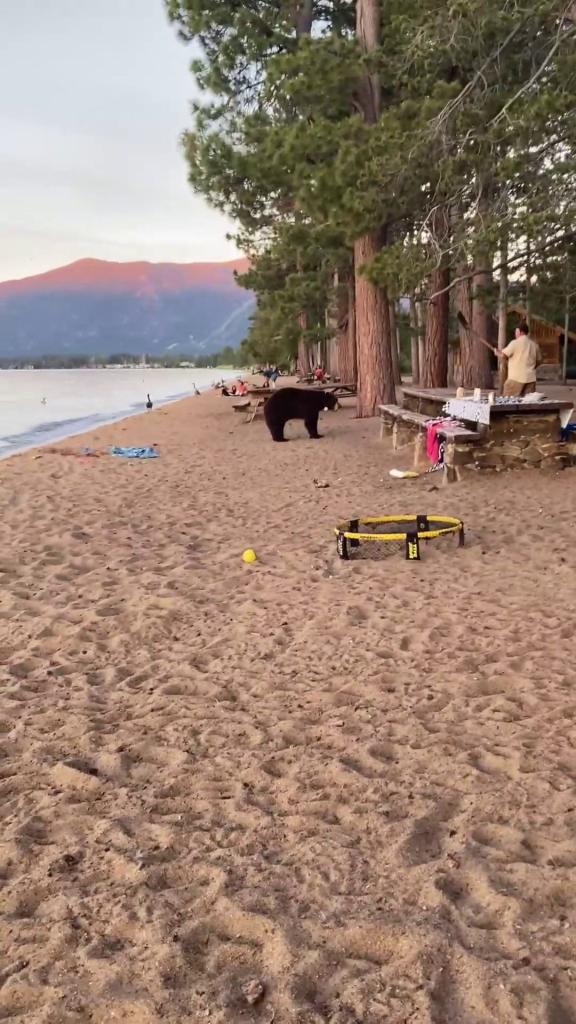 The bear invaded a picnic area by the lake and began rummaging through a cooler.