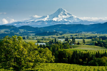 Willamette Valley Tasting w/ Will