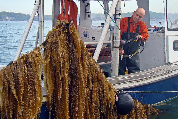 Fisherman pulling up sugar kelp. Seaweed cultivation may be one avenue for marine carbon dioxide removal and mitigating ocean acidification. Credit: GreenWave/Ron Gautreau.