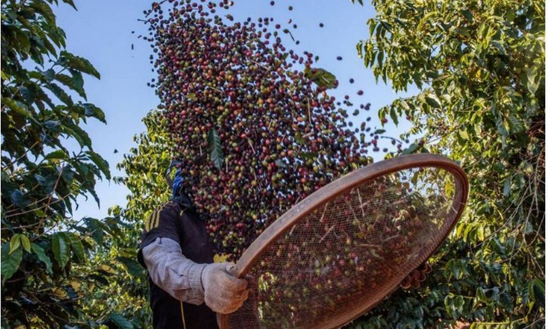 Com a estiagem, agricultores começaram a irrigar os cafezais meses antes do normal Foto: Bloomberg