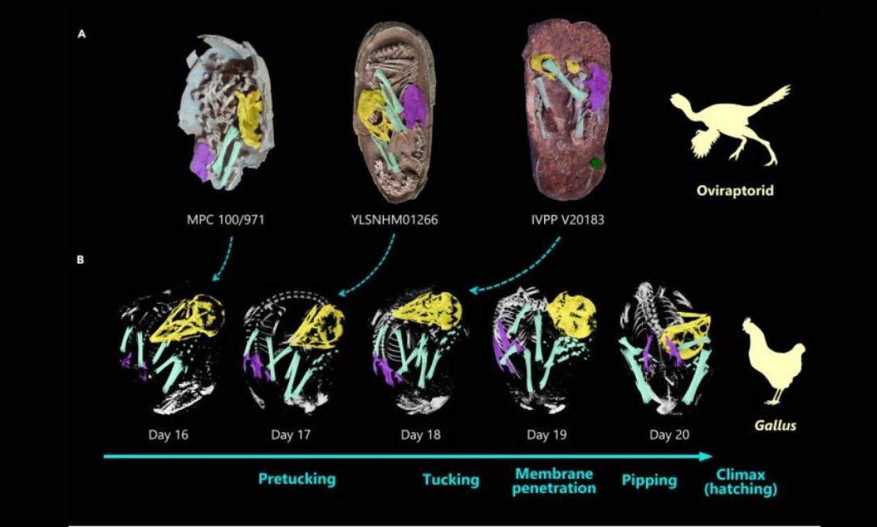 Comparativo entre Oviraptoride e espécie moderna de ave Foto: Reprodução/iScience