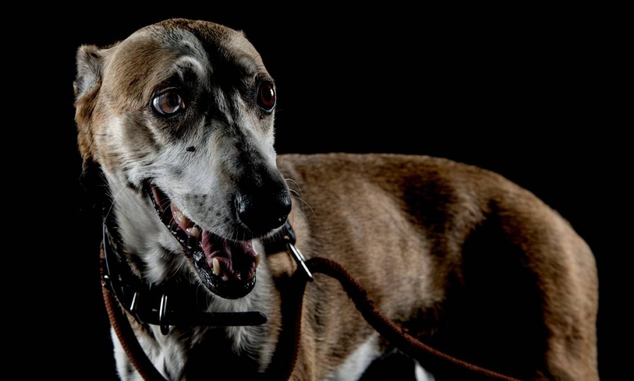 O cachorro Chipie acabou sozinho depois que seus donos morreram Foto: OLIVIER MORIN / AFP