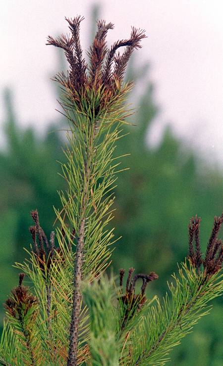 Vegetação cresce a uma milha de distância da usina de Chernobyl, em novembro de 2000. Os galhos marrons e doentes são resultado das mudanças morfológicas causadas pela radiação Foto: Efrem Lukatsky / AP Photo