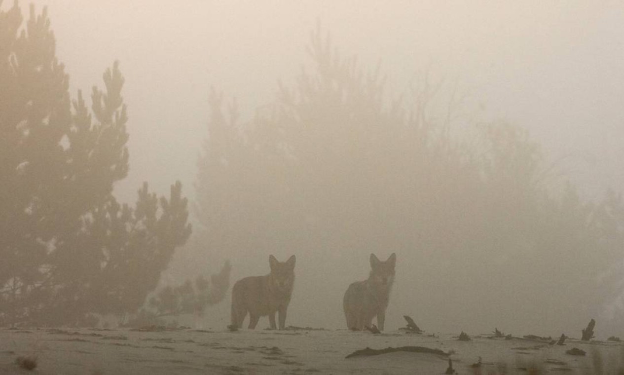 Lobos são vistos na zona de exclusão de Chernobyl próximos do vilarejo abandonado de Borshchevka, em setembro de 2009 Foto: VASILY FEDOSENKO / REUTERS